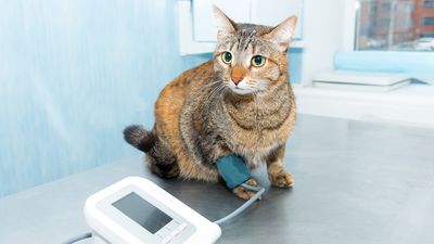Vet explains condition known as the ‘silent killer’ that affects 1 in 5 older cats
