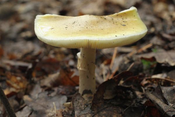 Erin Patterson murder trial told dangerous death cap mushroom sighted near her home