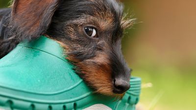 20 dogs that chew the most