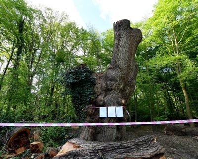 Council leader accepted Spurs tickets days before felling of ancient oak