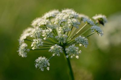 Foragers rescued from Welsh island after eating suspected hemlock