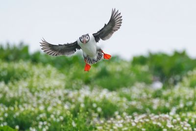 Farne Islands’ seabird spectacular to be shown on webcams