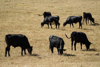 US wants more alignment with UK on food standards rules – agriculture secretary