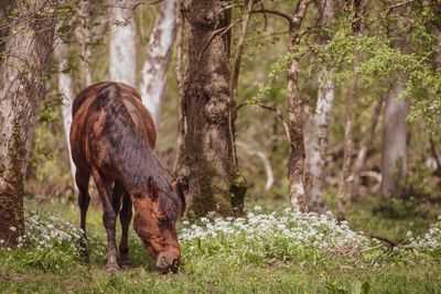 Warning to drivers as stallions released in New Forest for breeding season