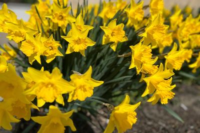 Some plants cause more suffering than others for gardeners with pollen allergies