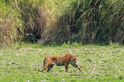 Indian reserve tigress kills forest ranger in second attack on humans in as many months