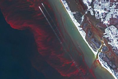 Toxic algae bloom kills hundreds of marine species in Australia