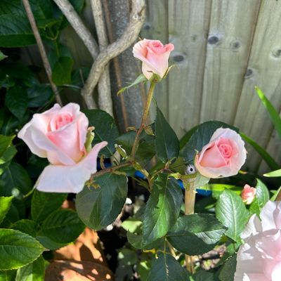 These 5 flowers are unusual but really easy to grow – and will guarantee extraordinary displays in your garden