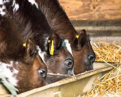 What’s the real beef over sustainable cattle farming?
