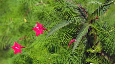 How to grow cardinal creeper – the fast-growing vine that will fill your yard with a profusion of red flowers this summer
