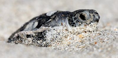 How redefining just one word could strip the Endangered Species Act’s ability to protect vital habitat