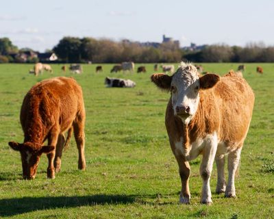 Dairy companies ‘turning blind eye’ to global methane emissions, report suggests