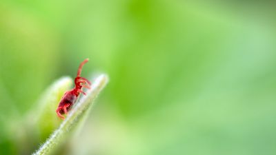 A pest expert reveals how to get rid of clover mites, and prevent these springtime, sap-sucking insects from damaging plants and entering your home