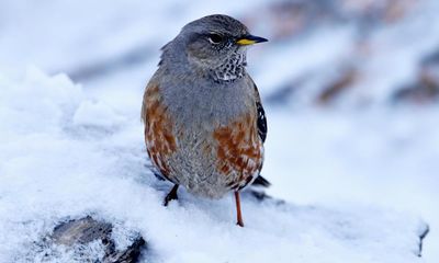 Birdwatch: After six decades, I finally catch up with the Alpine accentor