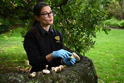 Erin Patterson showed no sign of liver damage experienced by other mushroom lunch attenders, trial hears