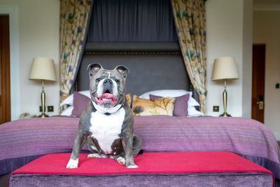 The best dog-friendly hotels in Bath – paw perfect pads for pooches and their owners