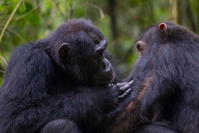 Wild chimpanzees seen giving ‘first aid’ to each other with medicinal plants