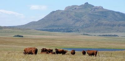 Southern Africa’s rangelands do many jobs, from feeding cattle to storing carbon: a review of 60 years of research