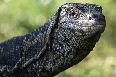Ancient Reptile Tracks Rewrite When Animals Conquered Land