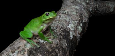 Newly discovered frog species from 55 million years ago challenges evolutionary tree
