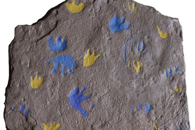 A new discovery is rewriting the history of evolution by millions of years