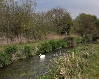 Attempt to protect rare chalk streams in planning bill rejected by Labour MPs