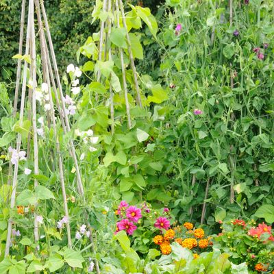 How to make a wigwam plant support for vertical planting – this simple DIY is a space-saving essential for growing vegetables and climbers in small gardens