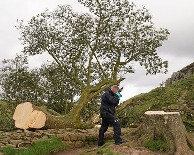 Sycamore Gap tree duo do not belong in prison