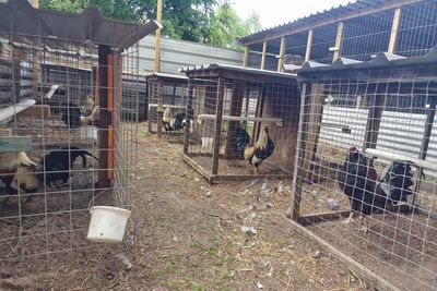 Two arrested and 27 cockerels seized in suspected cockfighting raid at Lancashire stables