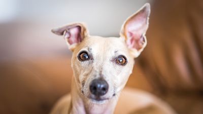 Dogs can eavesdrop on humans, according to new research