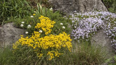 5 trailing flowers to fill your retaining walls, garden fence, and hanging baskets with joyful color