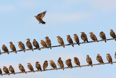 California town investigates mystery of ‘exploding’ bird deaths