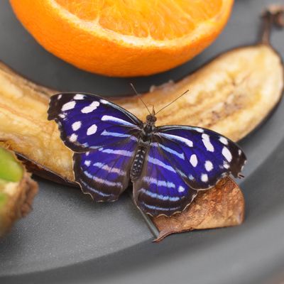 How to use banana peels in your garden to make your plants flourish – 3 methods gardening experts recommend