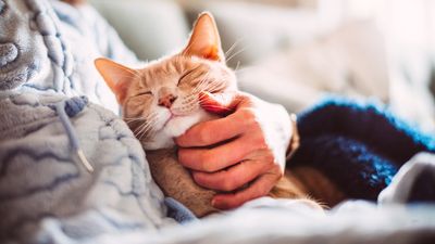 How do I know if my cat loves me? 10 ways to tell