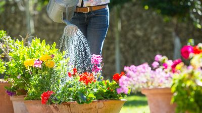 A pan of water can make watering more efficient in a heat wave – horticultural experts reveal their tips for using this watering trick