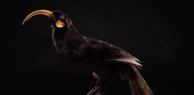 Return of the huia? Why Māori worldviews must be part of the ‘de-extinction’ debate