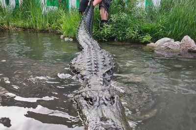 Alligator that starred in 'Happy Gilmore' dies of old age in Colorado