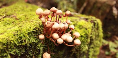 It’s wild mushroom season in Australia. Here’s how to stay safe and avoid poisoning