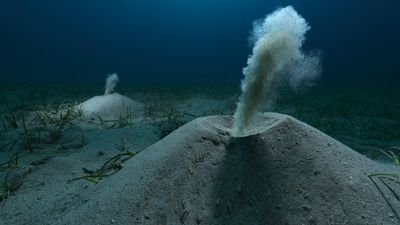 This unusual nature photograph doesn’t even show the animal it represents – but it won an award. Angel Fitor explains a photograph two months in the making