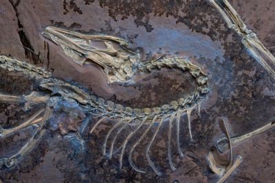 Flying dinosaur fossil with intact feathers reveals how first birds took flight