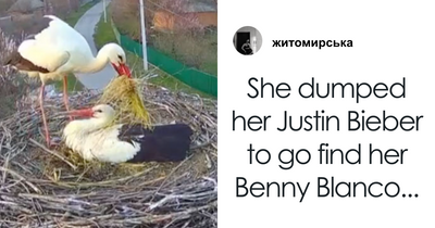 Reality TV Has Nothing On The Drama Between These Two Storks: “Ukrainian Kardashians”