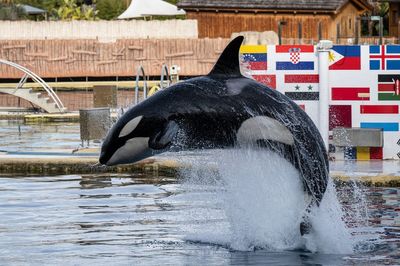 Killer whales left trapped in abandoned French marine park four months after closure