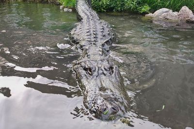 Morris the alligator dies after film career spanning three decades