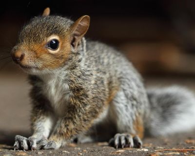 Papal beginnings, crowded islands and a rescued baby squirrel – take the Thursday quiz