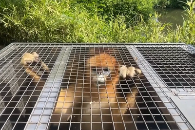 Three golden monkeys arrive by special convoy to new home at Belgian zoo
