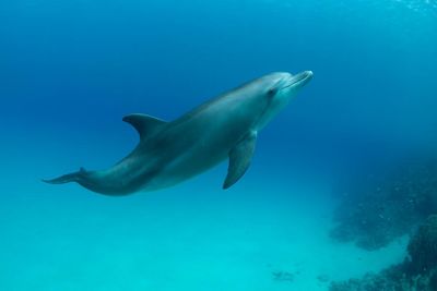 Decapitated dolphin found on remote island in North Carolina