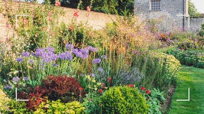 Should outdoor plants be watered every day in hot weather? Horticultural experts reveal all