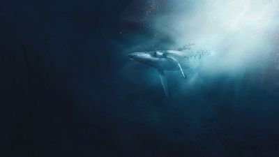 Hearing whale song can change how tourists think about protecting the ocean, study finds