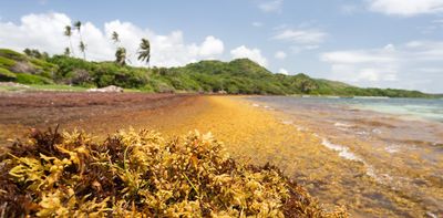 How a toxic seaweed choking Caribbean beaches could become a valuable resource