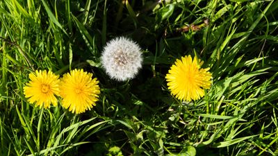 I just discovered the quickest hack to stop dandelions taking over my lawn – all you need is a vacuum cleaner